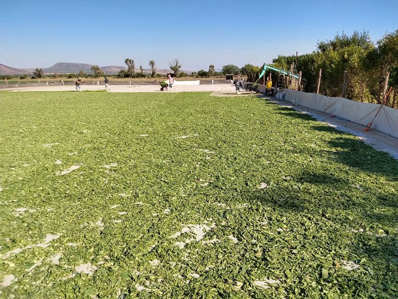 Desserto vegan cactus leather designboom 006