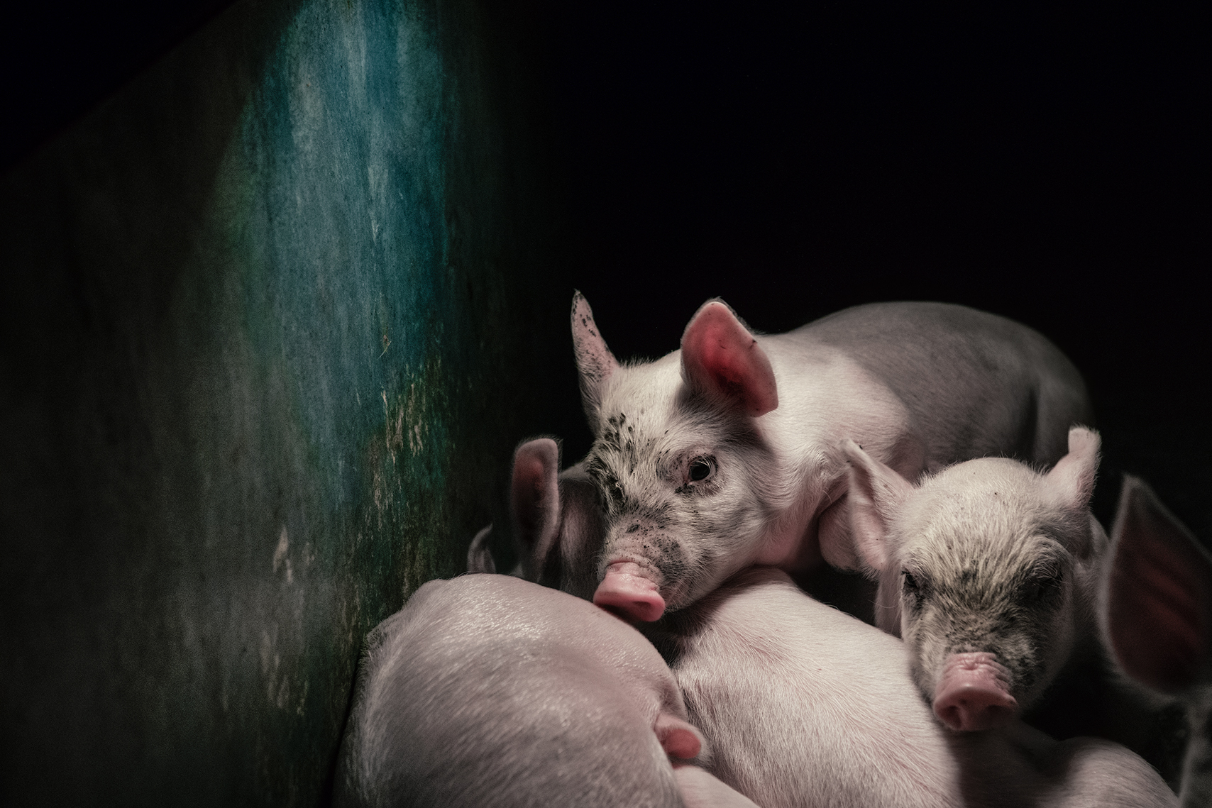 land of hope and glory vegan documentary