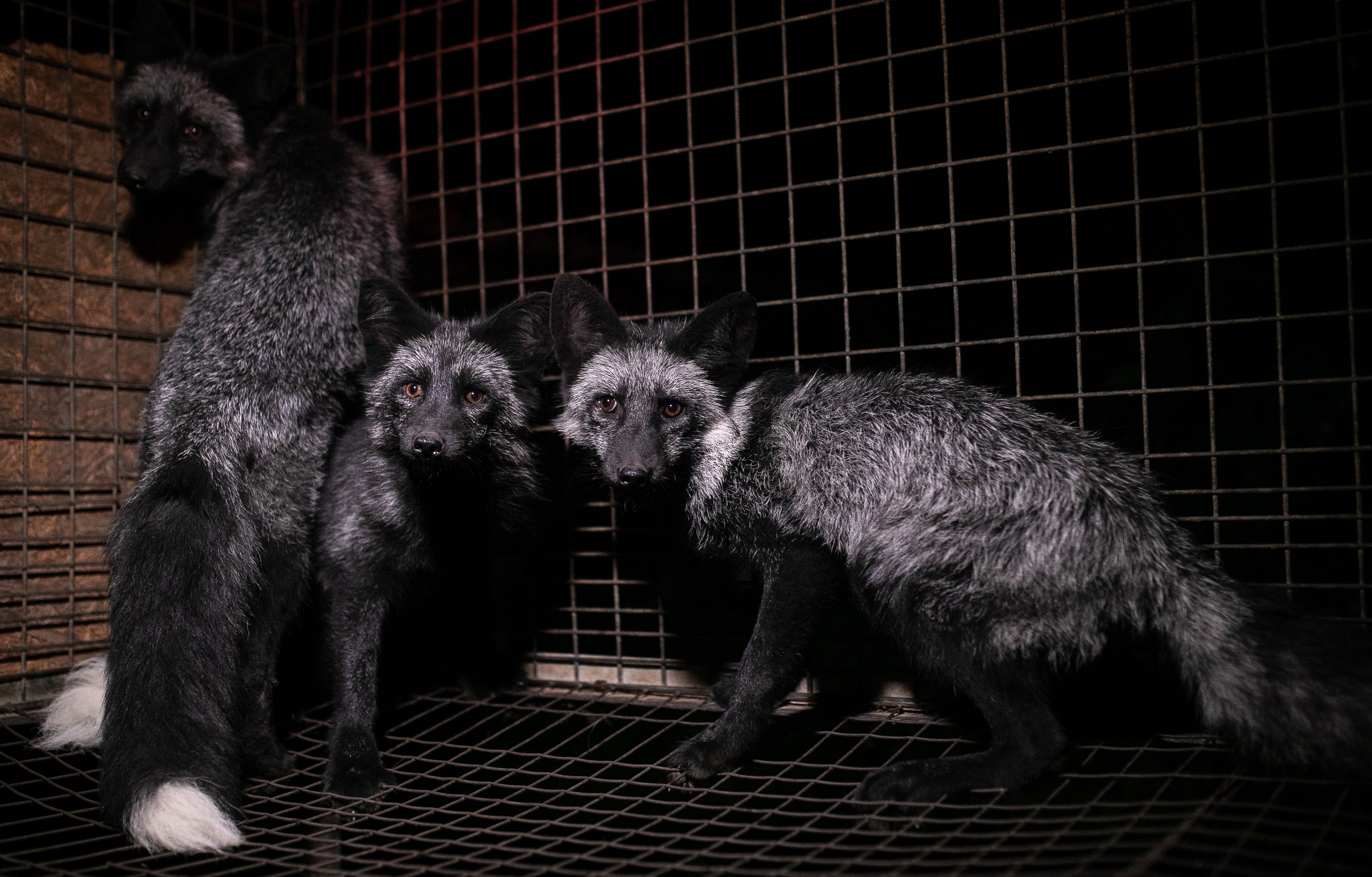 Fot.Andrew Skowron (49287606297)