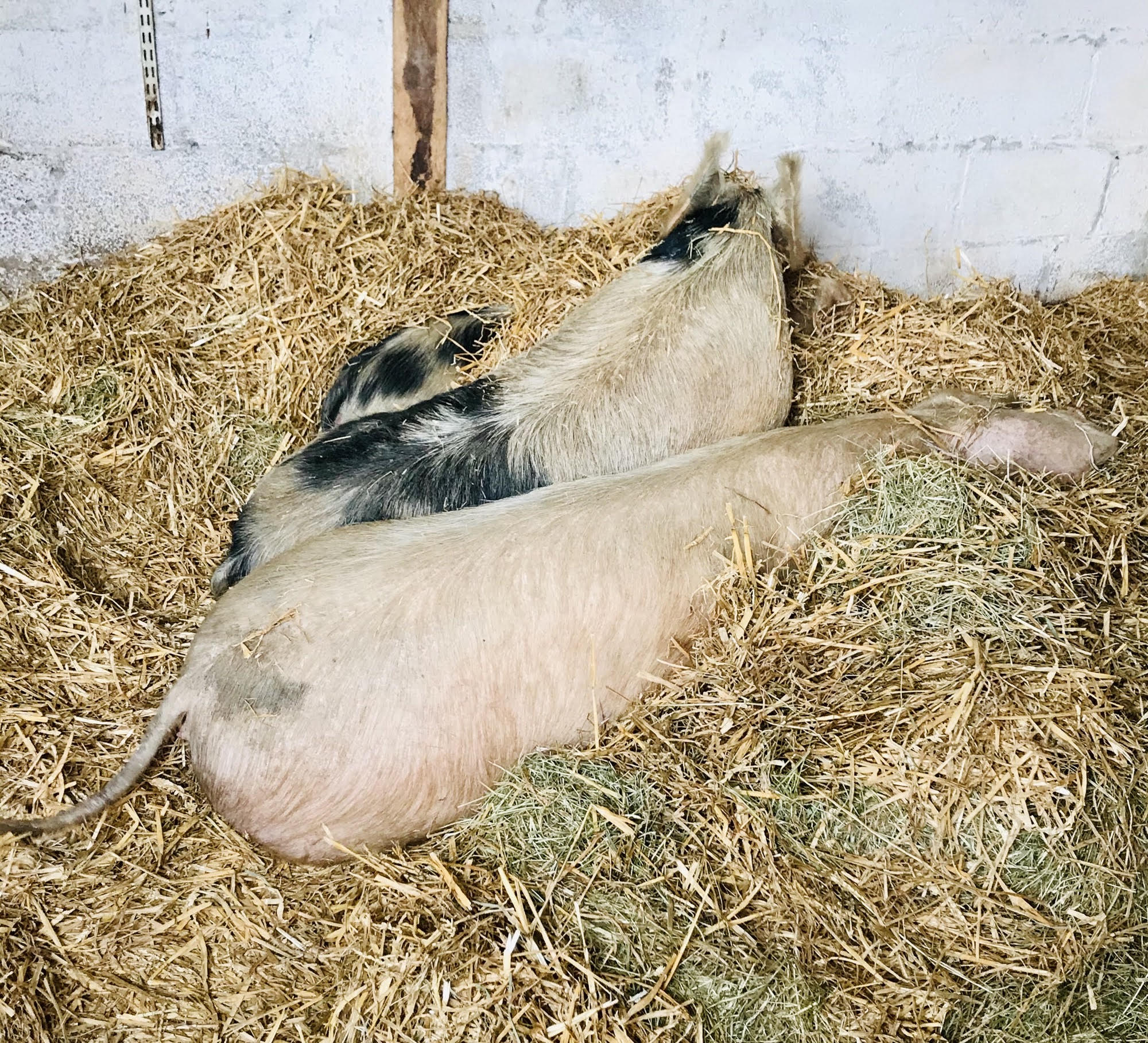 Pear Tree Farm Pig Arrival 1