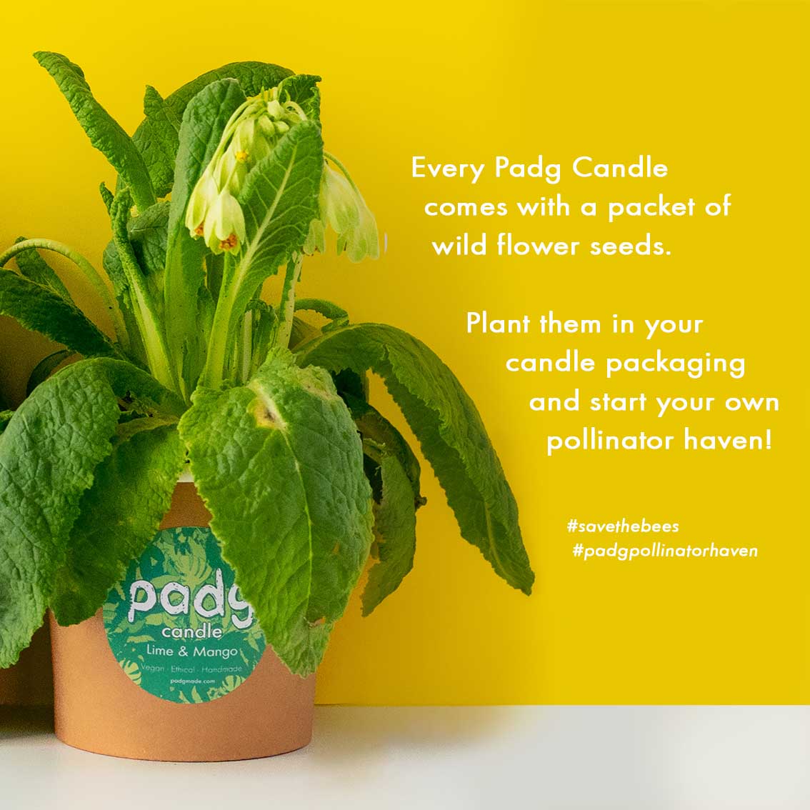 flower pdg pot image.jpg